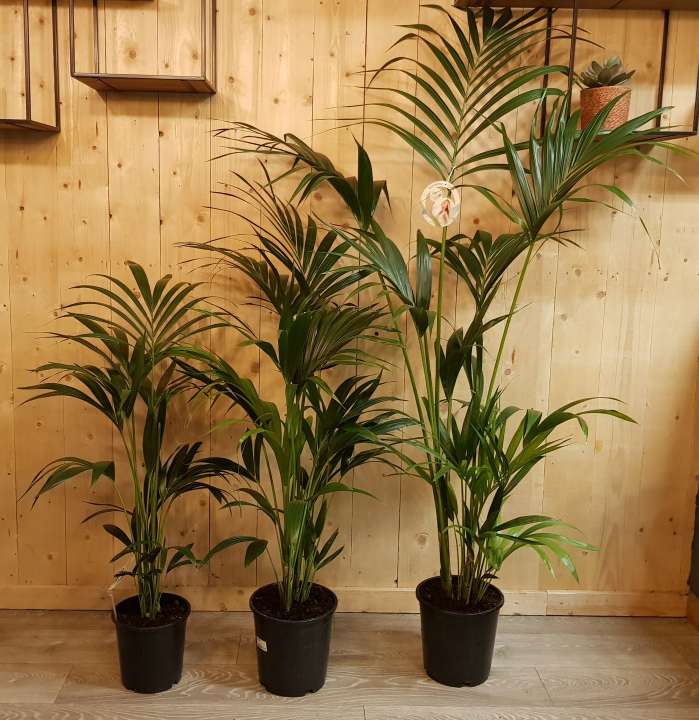 Kentia palm - GroenRijk De Heikant