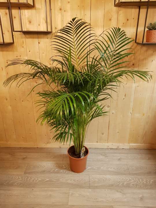 Kamerplant palm GroenRijk De Heikant - Tuincentrum Heikant te Veldhoven