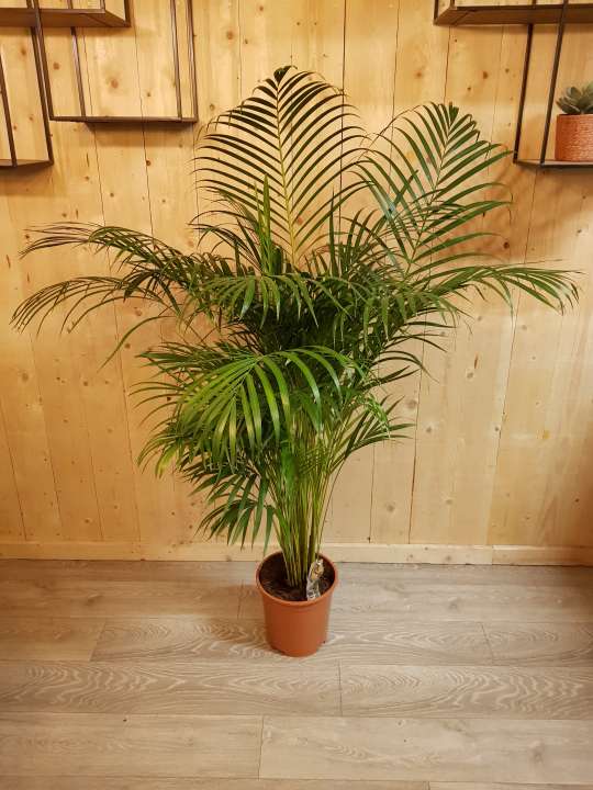 Areca palm - GroenRijk De Heikant