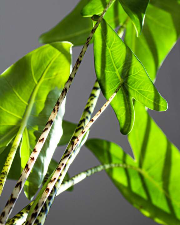 Alocasia Zebrina - GroenRijk De Heikant