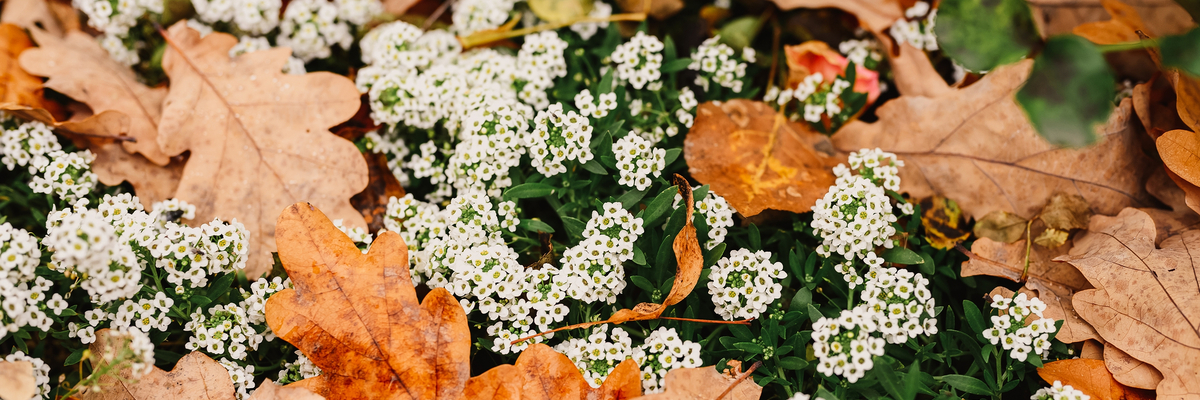 Alyssum - GroenRijk De Heikant