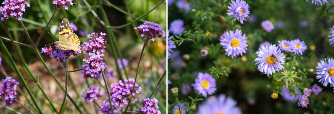 Bijen en vlinderlokkers planten - GroenRijkd de Heikant Veldhoven