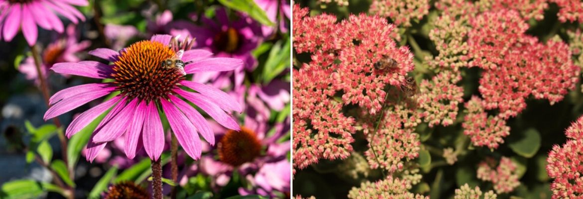 Bijen en vlinderlokkers planten - GroenRijkd de Heikant Veldhoven