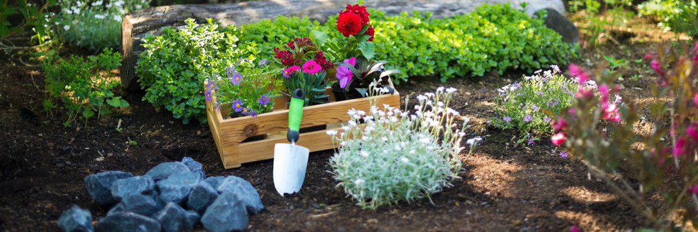 Borderplanten - GroenRijk de Heikant Veldhoven 