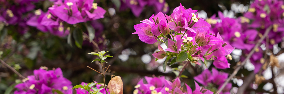 Bougainvillea - GroenRijk De Heikant