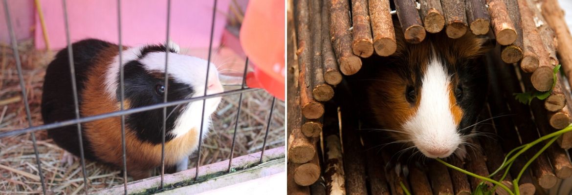 Cavia kooi - GroenRijk de Heikant Veldhoven