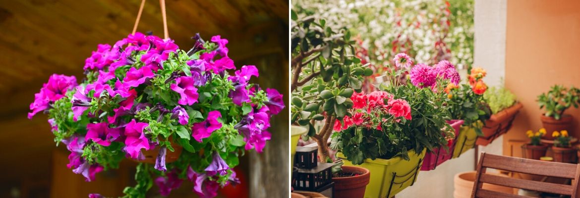 Eénjarige tuinplanten perkplanten - GroenRijk de Heikant Veldhoven