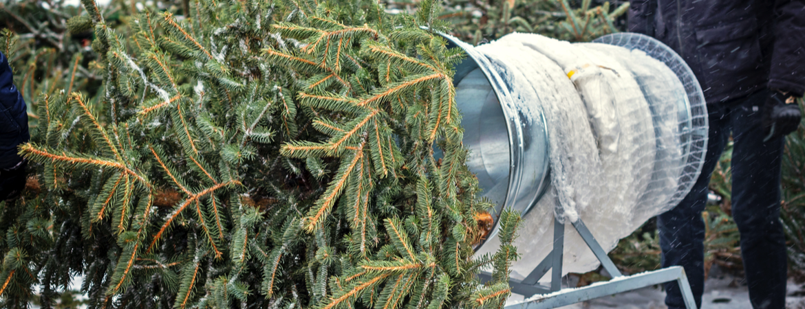 Echte kerstbomen - GroenRijk de Heikant