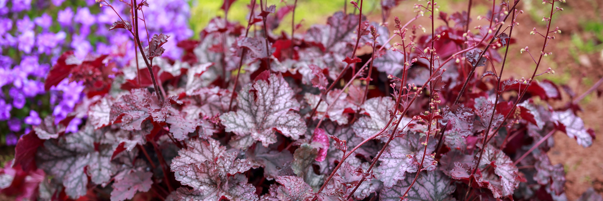 Heuchera - GroenRijk De Heikant