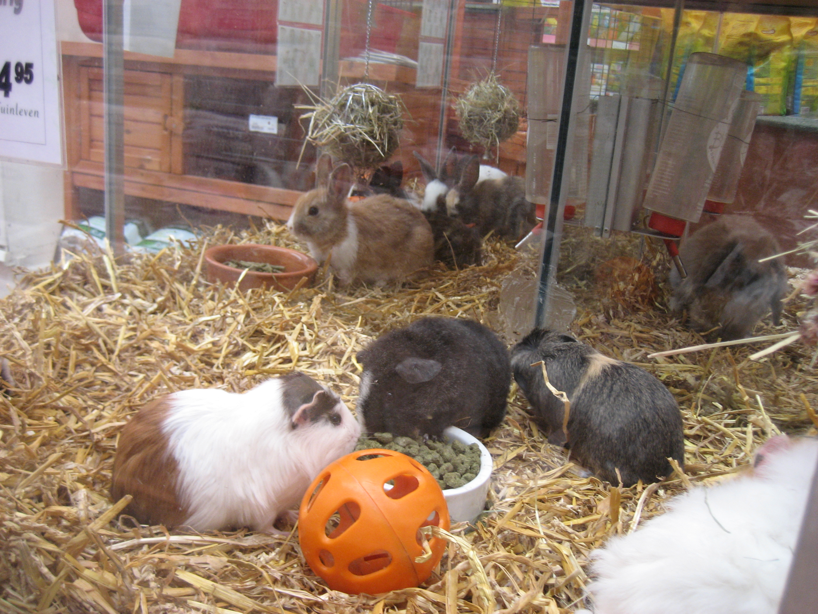 konijnen knaagdieren dierenafdeling bij tuincentrum groenrijk nabij best