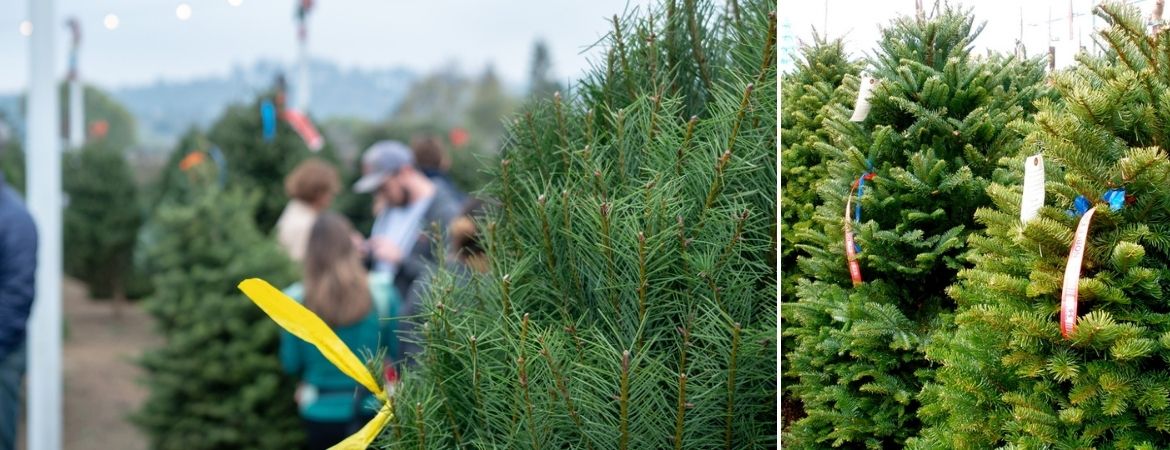 Kerstbomen - GroenRijk de Heikant