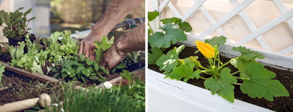 Kweken moestuin - GroenRijk de Heikant Veldhoven