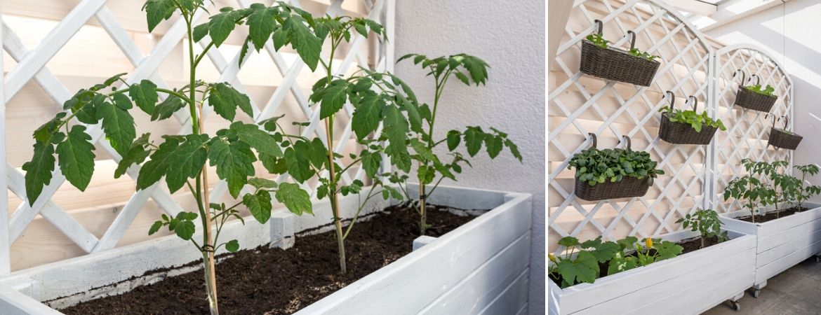 vee Weigering Tot ziens Moestuin - Tuincentrum GroenRijk de Heikant te Veldhoven