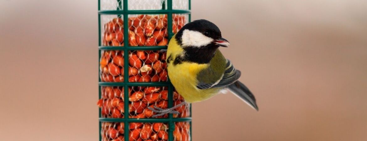 Vogels_GroenRijk de Heikant