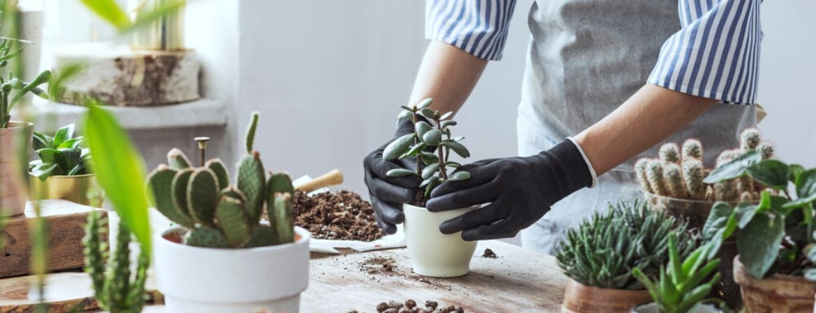 Cactussen en vetplanten | GroenRijk de Heikant