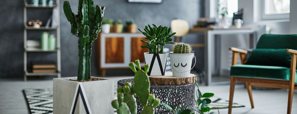 Cactussen en vetplanten | GroenRijk de Heikant