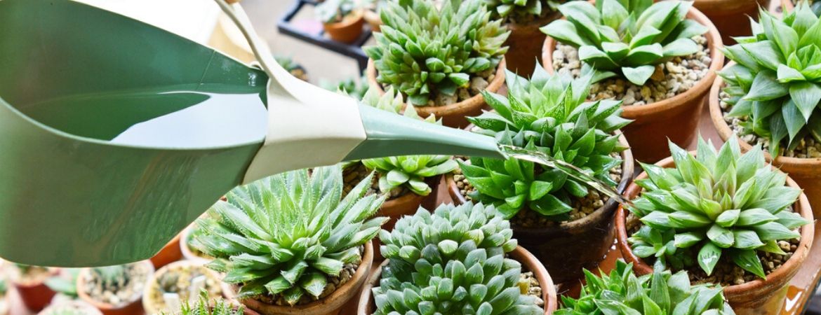 Cactussen en vetplanten | GroenRijk de Heikant