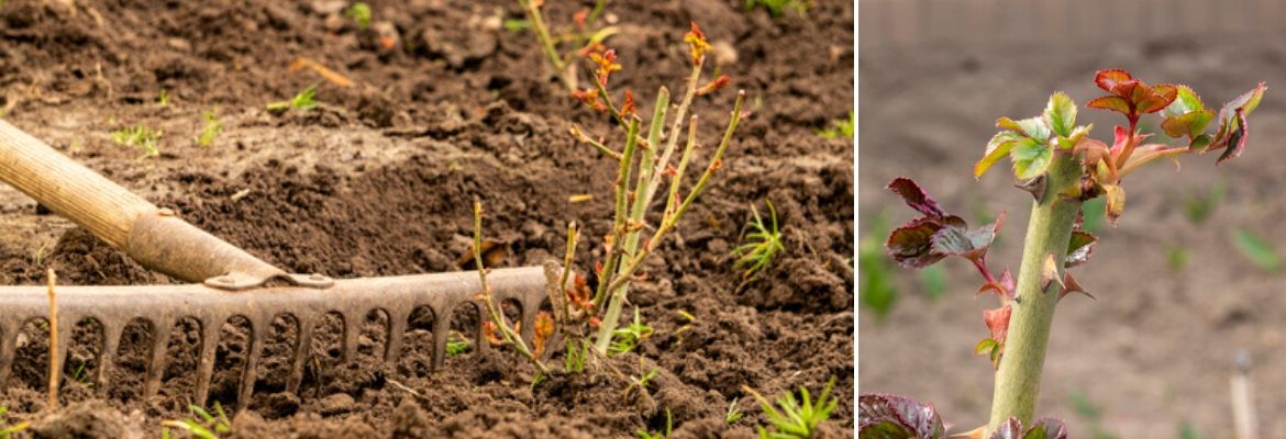 Rozen planten - GroenRijk de Heikant Veldhoven