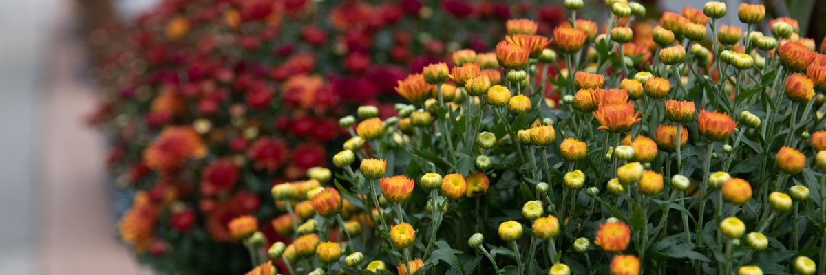 Tuinplanten herfst - GroenRijk De Heikant