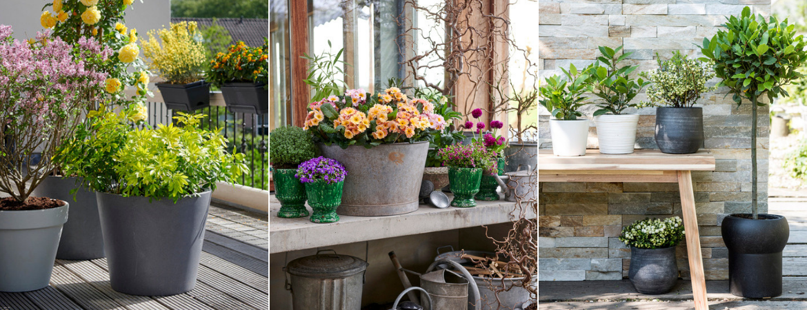 Tuinplanten kopen in de buurt van Veldhoven