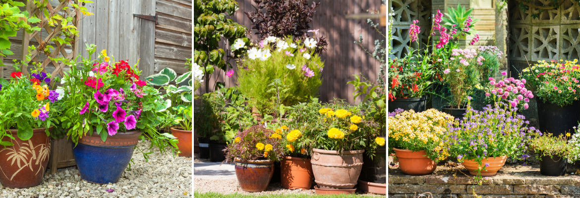 Zomerbloeiende planten - GroenRijk De Heikant