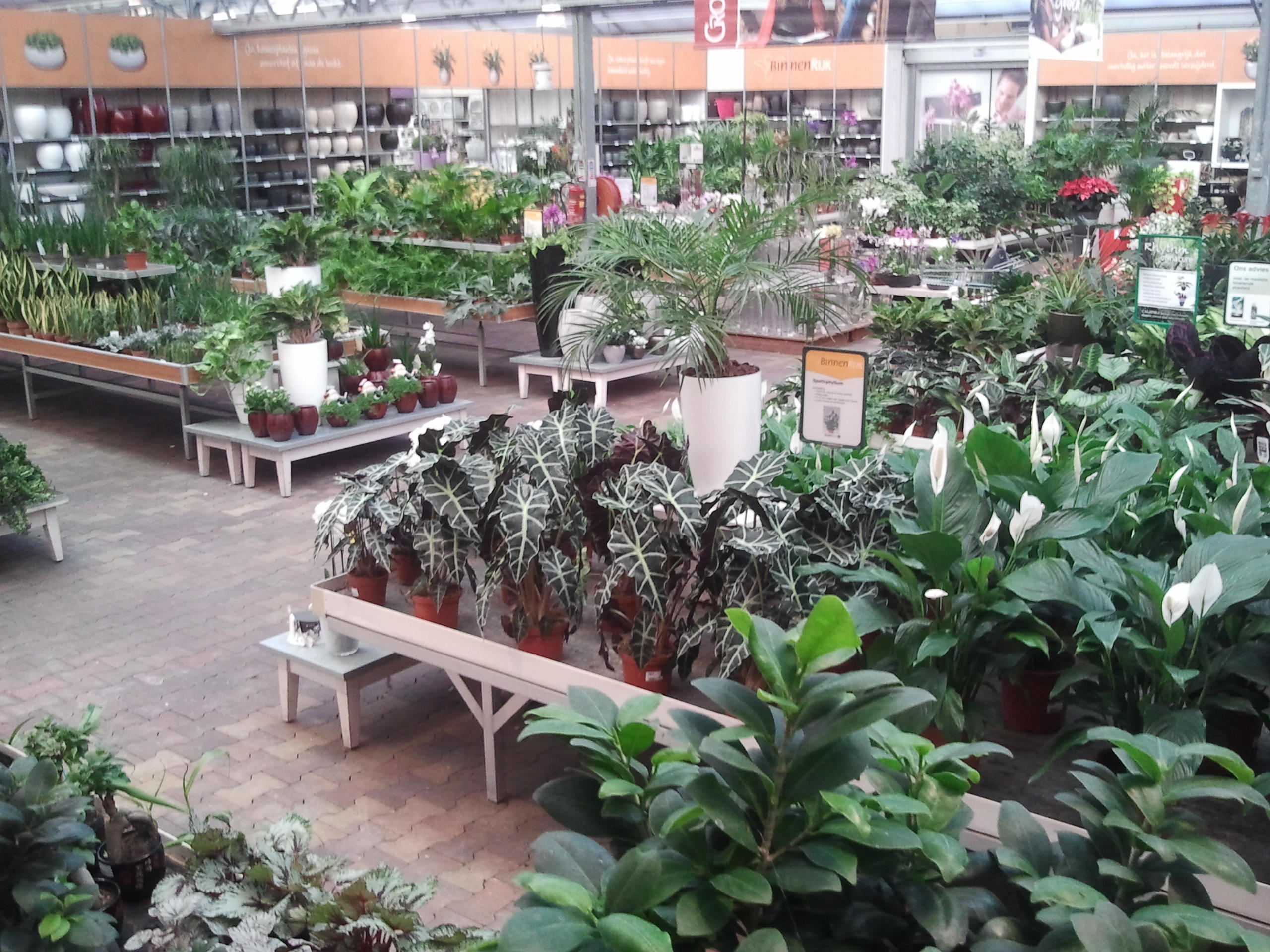 Planten voor in de kamer vind je bij tuincentrum GroenRijk Veldhoven - Tuincentrum de Heikant te Veldhoven