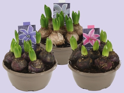 Hyacint – Geurige voorbode van de lente