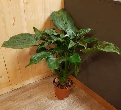 Kamerplant bestellen: Alocasia