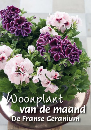 De woonplant van de maand maart is de Franse Geranium