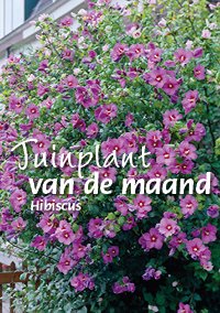 Tuinplant van de maand juli: Hibiscus
