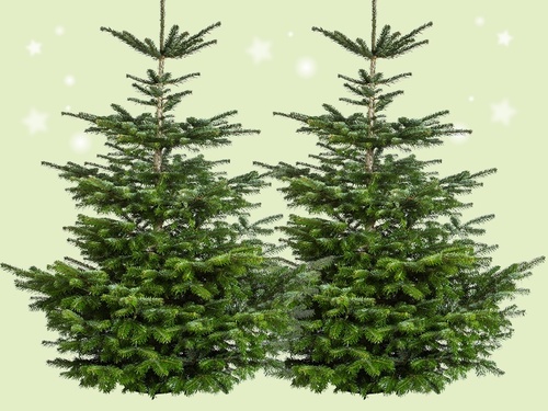 Nordmann spar – De koning van de kerstbomen