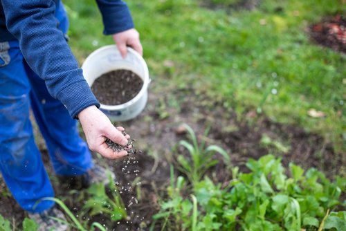 Planten bemesten in de zomer