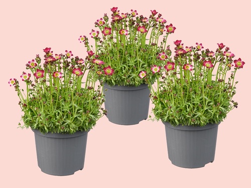 Steenbreek – klein, fijn en verrassend sterk