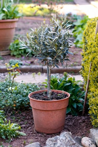 Tips voor palmbomen en olijfbomen in een Nederlandse tuin