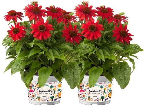 Tuinfiesta met Echinacea purpurea 'Sombrero'