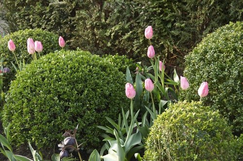 Tuinplant van de Maand april: Buxus