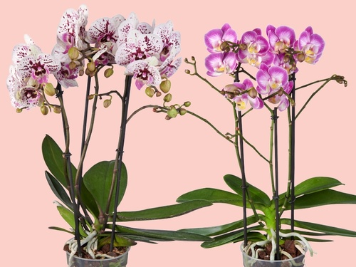 Vlinderorchidee – sierlijk én supersterk