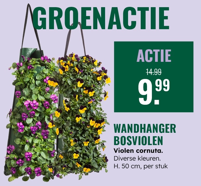 Groenactie: Bosviolen in wandhanger