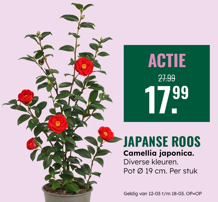 Weekaanbieding: Japanse Roos