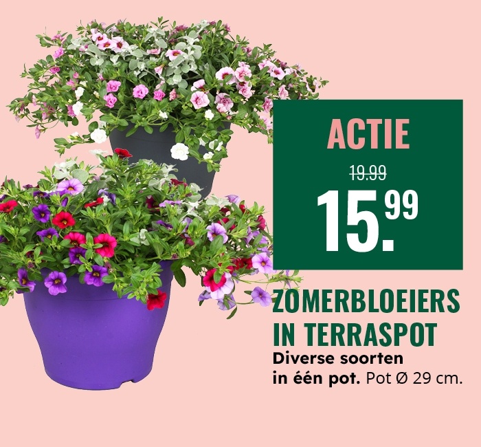 Weekaanbieding: Zomerbloeiers in terraspot