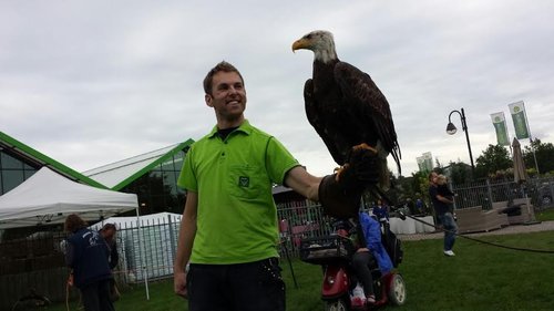 Roofvogelshow en parkingsale