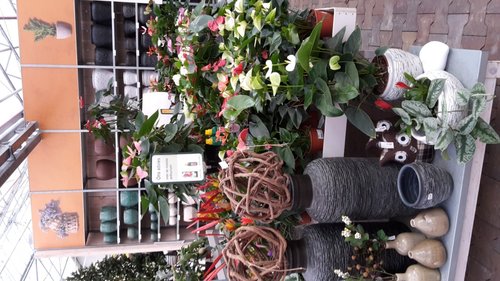 kamerplanten assortiment bij tuincentrum GroenRijk