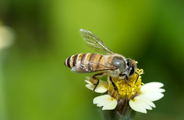 Bijen, vlinders en insecten