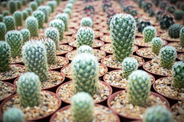 Cactussen en vetplanten | GroenRijk de Heikant