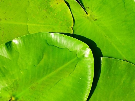 Waterplanten | GroenRijk De Heikant