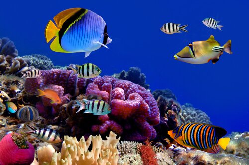 Aquariumvissen
