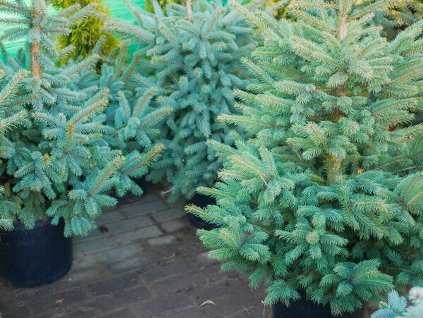 Kerstbomen | GroenRijk de Heikant