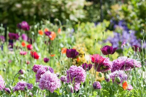 Tuinplanten, vaste planten, klimplanten, waterplanten, heesters