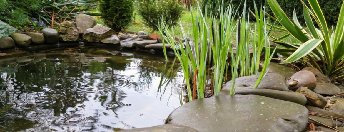 vijverplanten-veldhoven